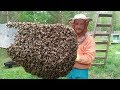 Про роение пчёл, как это было в 2017, часть I