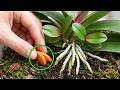 Why I&rsquo;m feeding my Orchids CARROTS. (The Results are Wild!)