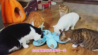 给十几只胖猫喂免费的罐头还挺爱吃给流浪猫屋毛孩子留几罐喂