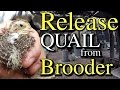 When to Release Quail From Brooder to Pen & Other Tips