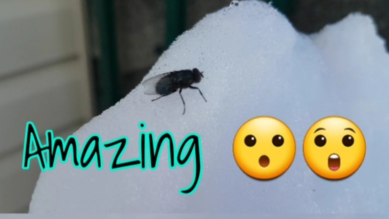 Amazing,Fly Freeze in the Winter but move again when the weather is