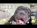 恶霸犬的黏人程度，是不会给你一点自由空间。这是一种甜蜜的烦恼