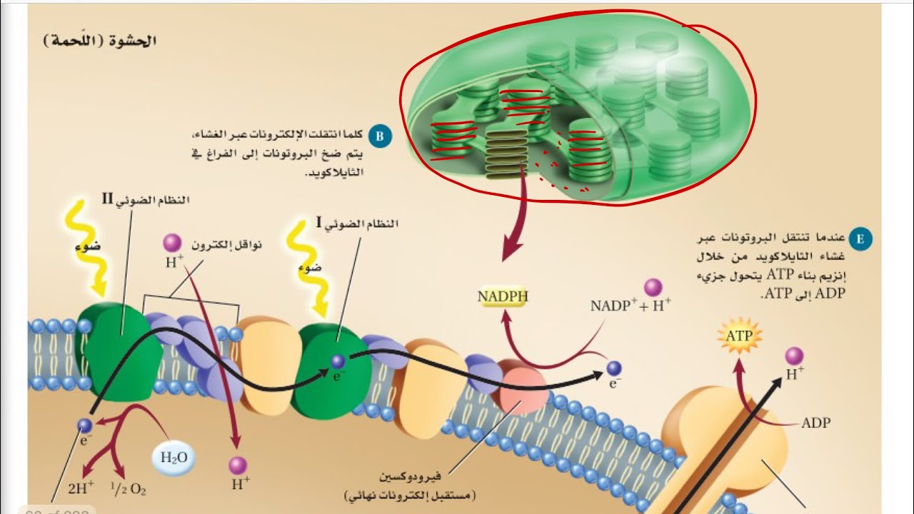 البناء الضوئي /احياء ثاني ثانوي الفصل الدراسي الثالث عام ١٤٤٤ هـ  الجزء الاول