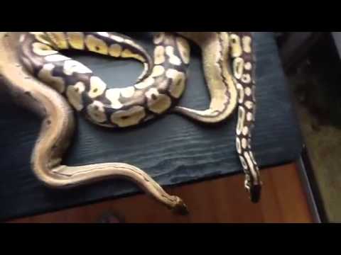 pikachu pokemon My female pinstripe and pastel ball pythons