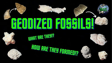 Geodized Fossils!? | What Are They? How Are They Formed?
