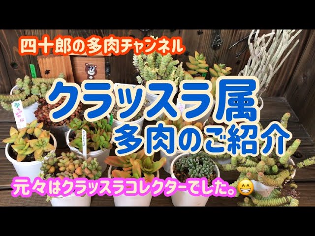 多肉植物 我が家の大きいサイズの多肉紹介 Youtube 多肉植物 我が家の大きいサイズの多肉紹介 Youtube