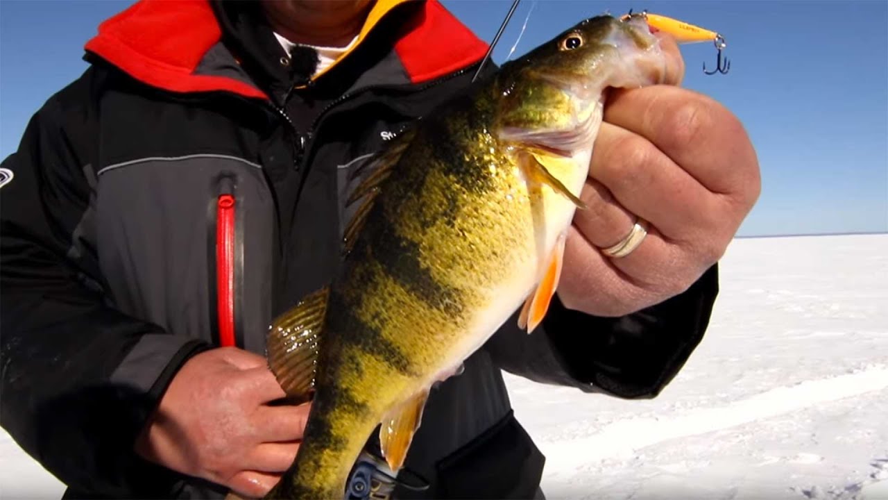 Lure Selection For Bigger Perch AnglingBuzz