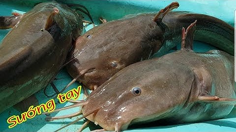 Câu cá ngát ||trong cái rủi cũng có cái may,kéo được mấy e cá bự