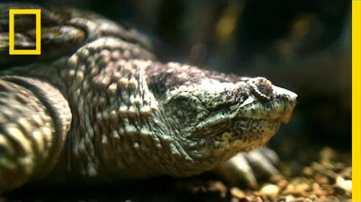 Closing America's Oldest Public Aquarium | National Geographic