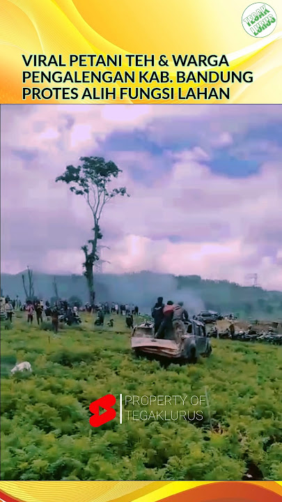 Pangalengan Farmers, Bandung Regency, Go Berserk😱#shortvideo #farmers #tea #pangalengan #bandung