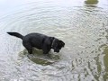 Hund im Wasser Teil 2/2