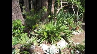 Chamaerops Humilis Palms Grow Well In Some Northern Climates