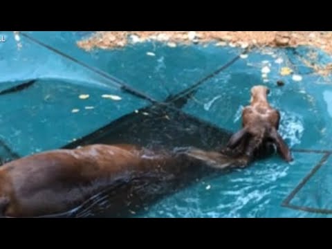 California man rescues trapped mule after losing his house to wildfires California man rescues trapped mule after losing his house to wildfires