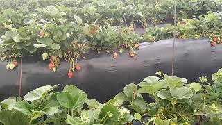 La Luna En La Agricultura//Fases De La Luna En La Agricultura