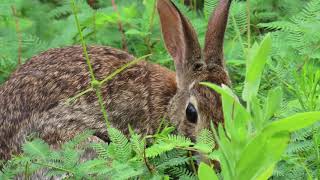 Eastern Cottontail Rabbit at Audubon House