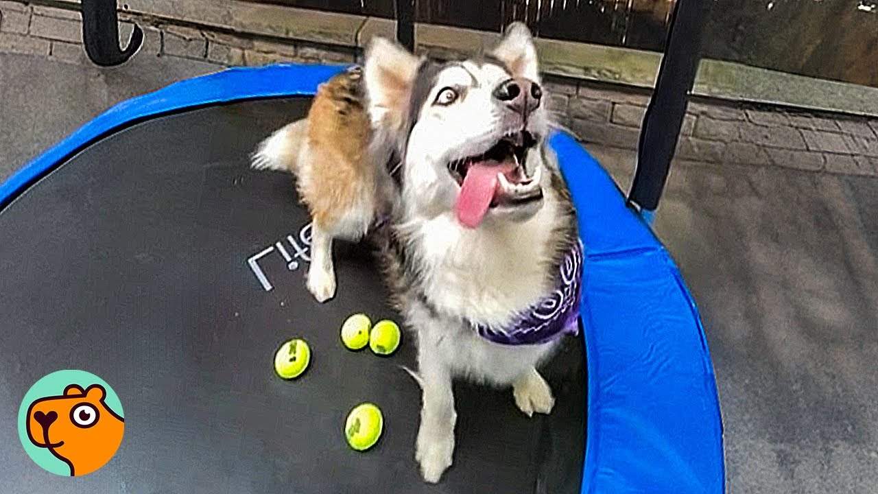 10 Cutest Dog Stories to Make Your Heart Sing  | Cuddle Buddies