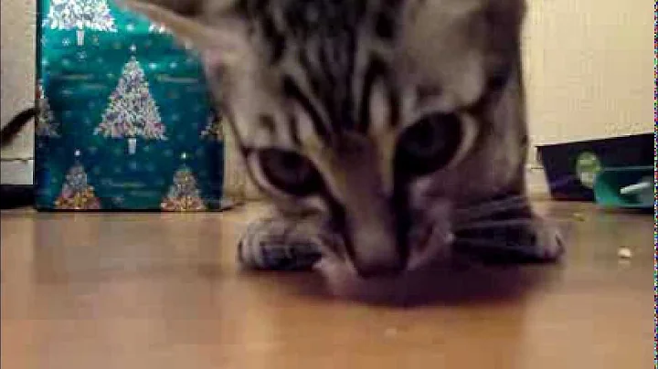 Watch the video about Savannah kitten angrily eats chicken