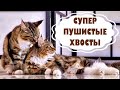 Супер пушистые хвосты! Котята мейн куны - 29