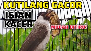 Download Lagu KUTILANG GACOR ISIAN KACER PALING AMPUH UNTUK MASTERAN KUTILANG LAIN \u0026 MUDAH DITIRU MP3 Download Lagu KUTILANG GACOR ISIAN KACER PALING AMPUH UNTUK MASTERAN KUTILANG LAIN \u0026 MUDAH DITIRU MP3