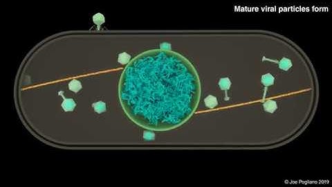 Viral Capsid Trafficking along Treadmilling Tubulin Filaments in Bacteria