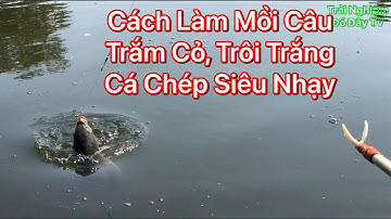 Hướng Dẩn Làm Mồi Câu Cá Trắm Cỏ , Cá Trôi , Cá Chép Mà Không Phải Ai Củng Biết
