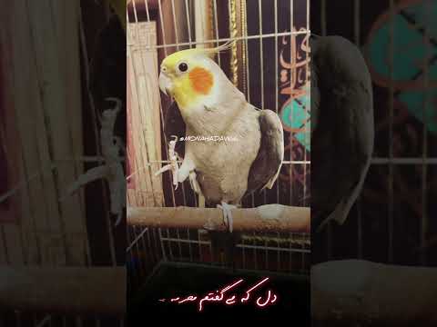 استوری رفتی و بی تو دلم پر درده مرجان طوطی عاشق