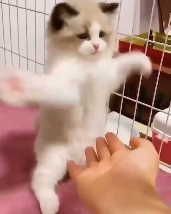 Kung Fu Kittens 😎 | STORY Wa Kucing Lucu #Shorts #Kucinglucu