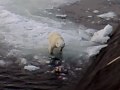 Белый медведь и русская подводная лодка / polar bear and Russian Submarine