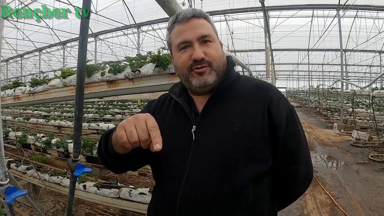 Topraksız çilek 110. gün Harun Hoca'dan son çilek videosu.