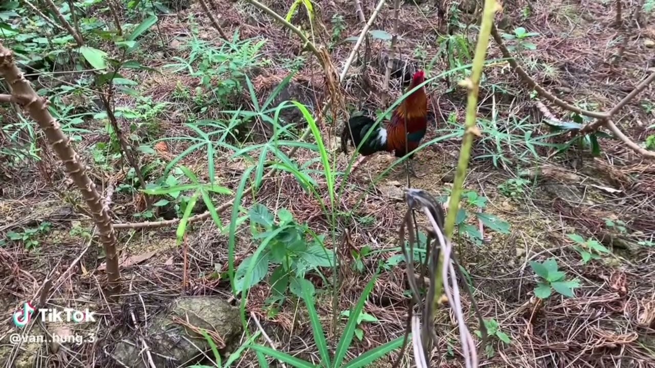 Hùng gà rừng/ mang gà rừng đi tập mồi 2026 mới nhất 