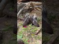 #дикобраз #тайланд #паттайя #самыесмешныевидео