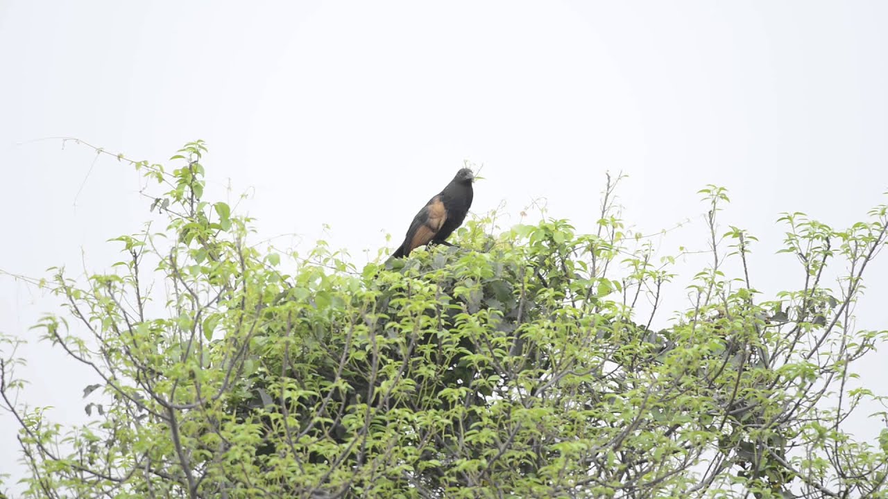 Sunda Coucal calls