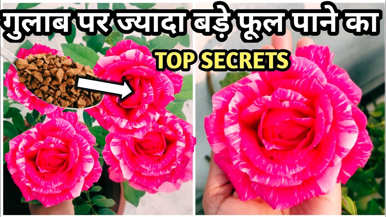 How To Get Big Size Rose Flower Rose Plant Growing Tips Best Homemade how-to-get-big-size-rose-flower-rose-plant-growing-tips-best-homemade