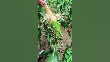 RT  mini rotary tillage and ridging all-in one tree  short view rogator rotarymower