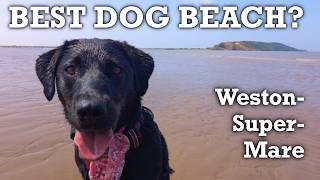 Klara the Dog Reviews Weston-super-Mare Beach | Is It Dog Friendly