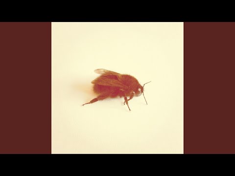 Mira Spindle en YouTube Mira Spindle en YouTube