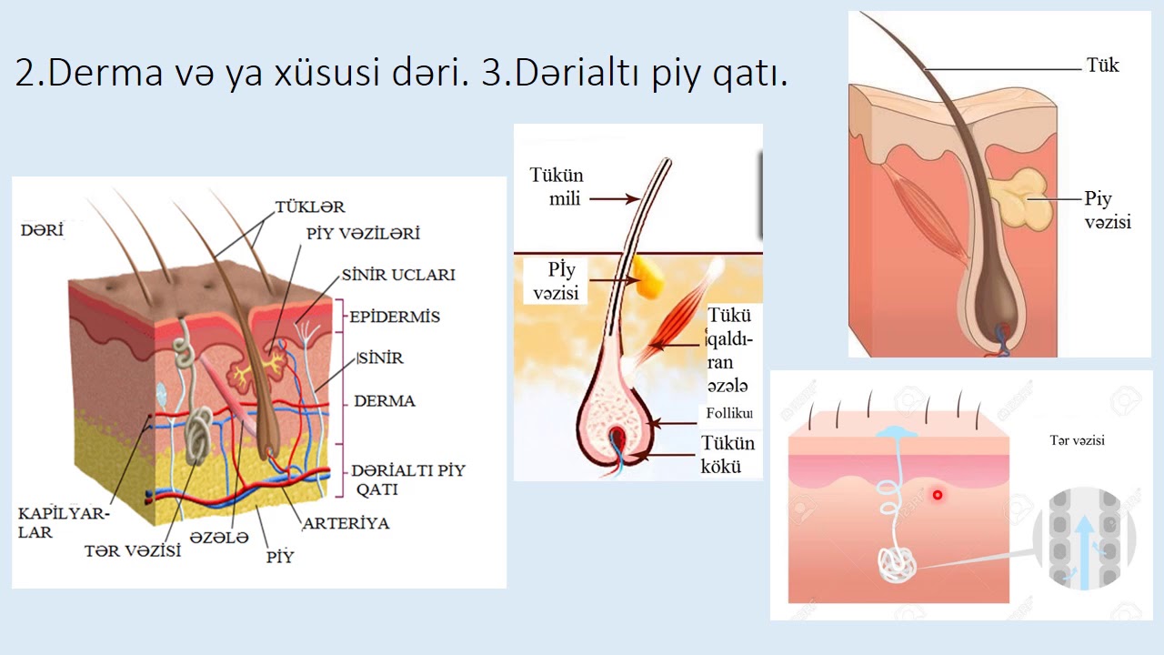 Dərinin quruluşu və funksiyası.