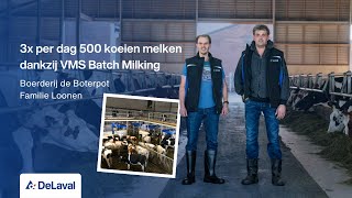 Download Lagu 3x per dag 500 koeien melken met DeLaval VMS Batch Milking | Boerderij de Boterpot, Nederland MP3