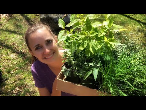 Video: Elderberry Companion Տնկում. Ինչ տնկել Elderberry թփերի հետ