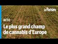 Une gigantesque ferme de 415 000 plants de cannabis dcouverte en espagne