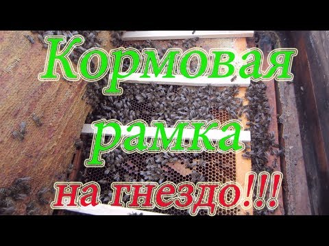 КОРМИТЬ ИЛИ НЕ