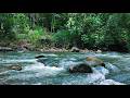 Live Nature Sounds: Birds Chirping in Forest 🌿 Peaceful Ambience for Sleep &amp; Study (No Music)