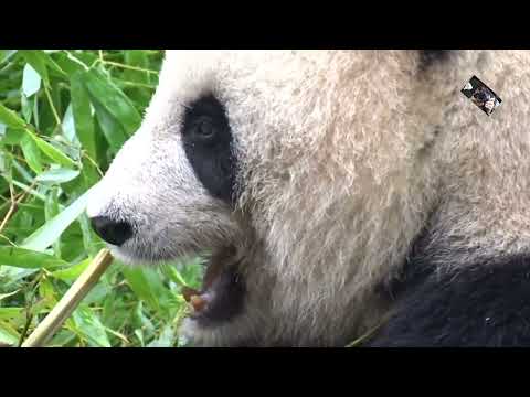 Le repas des Pandas du Zoo de Beauval Loir et Cher France @Maryka46