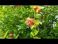 Pomegranate trees growing outdoors in the UK