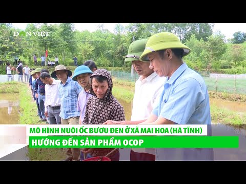 Mô hình nuôi ốc bươu đen ở xã Mai Hoa tỉnh Hà Tĩnh, hướng đến sản phẩm OCOP