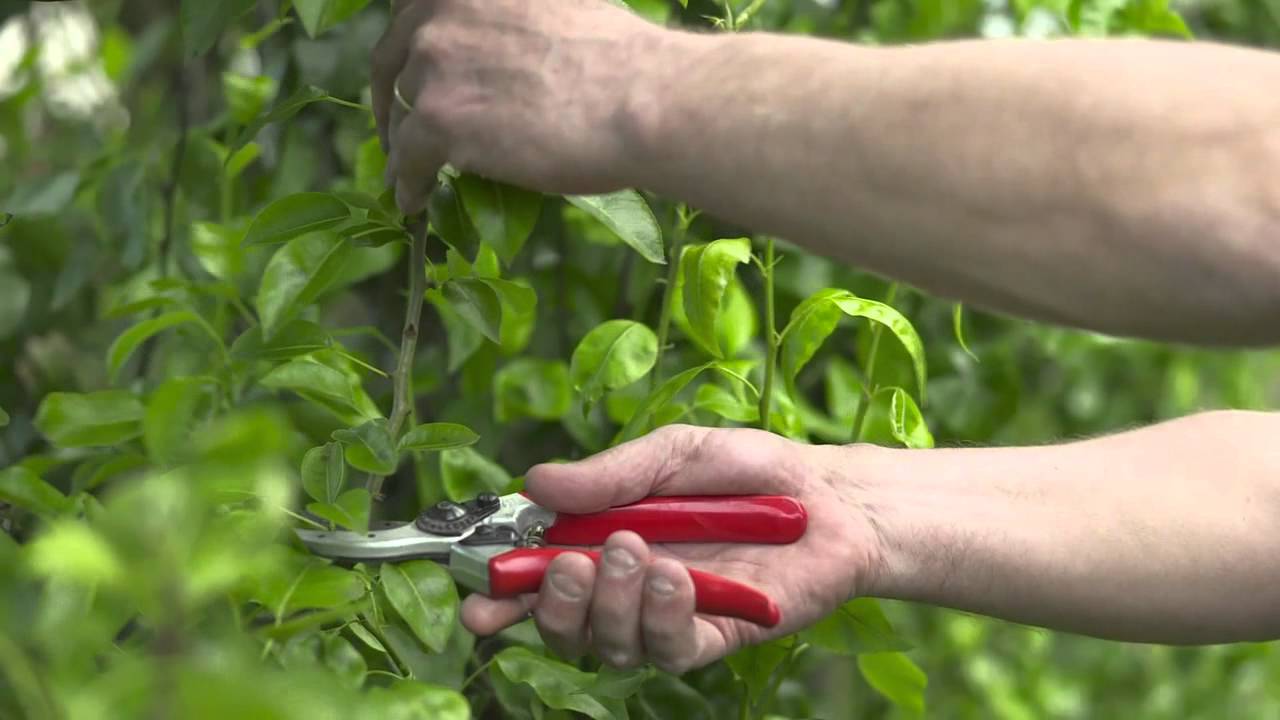 FL in fruit summer, pruning trees Gainesville