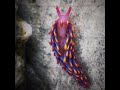 Rainbow sea slug!
