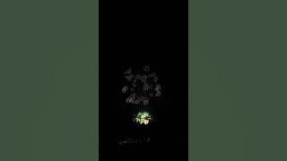 20251115 日月潭花火音樂嘉年華 最終場 #煙火 #高空煙火 #尺玉 