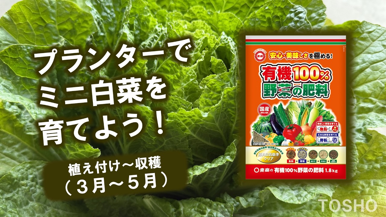 Let's grow mini Chinese cabbage in a planter! - YouTube
