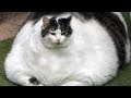 ♥面白いことをしているかわいい犬と猫P26♥面白い動画2018
